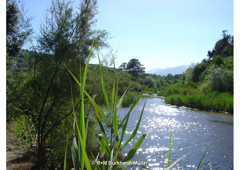 Prairie du fleuve cavu